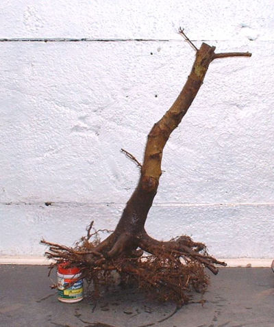 pruned bonsai roots